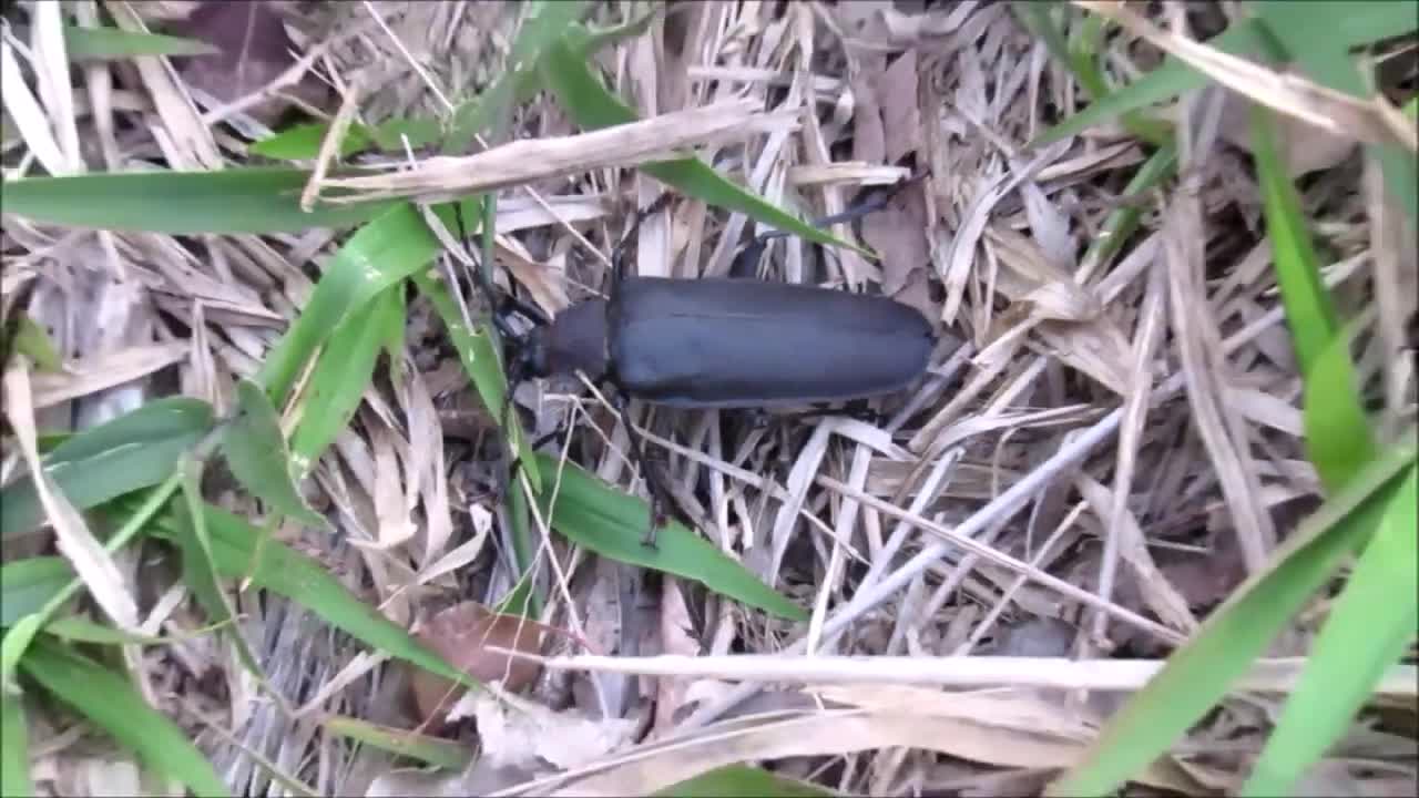 Giant black beetle - Giant Tenébrio