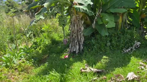 Using Natural Foods And Herbs For Healing And Regeneration