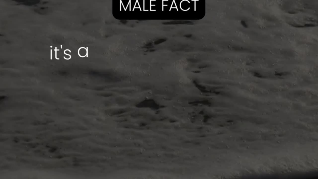 When a guy gives you his undivided attention... Male Fact