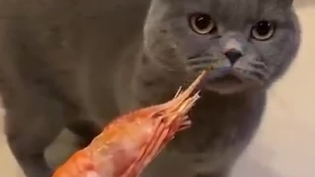 Other cats vs my cat so cute beautiful short video.