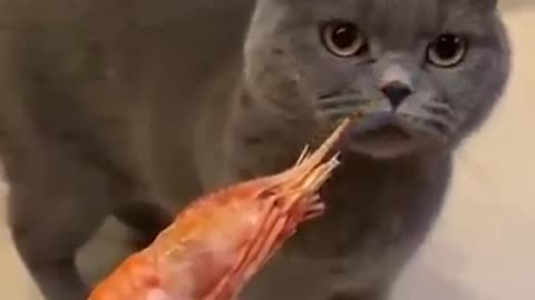 Other cats vs my cat so cute beautiful short video.