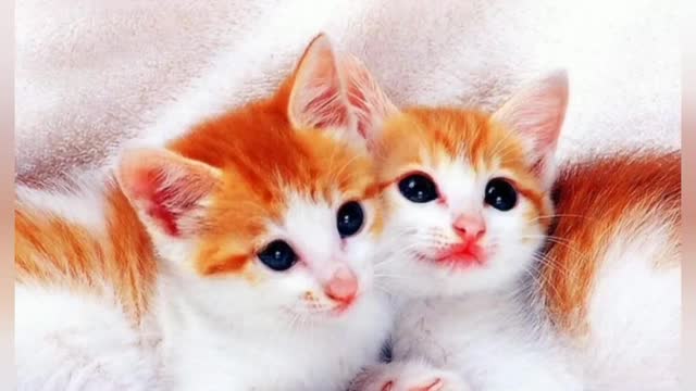 Cute Cats video