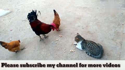 Funny Chicken ULTIMATE Funny CHICKEN