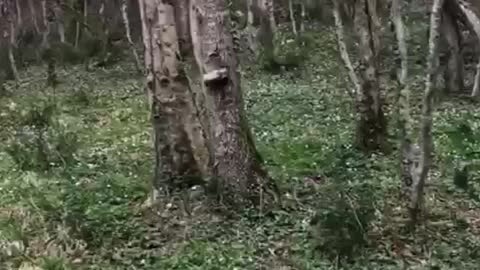 Ukrainian Forest