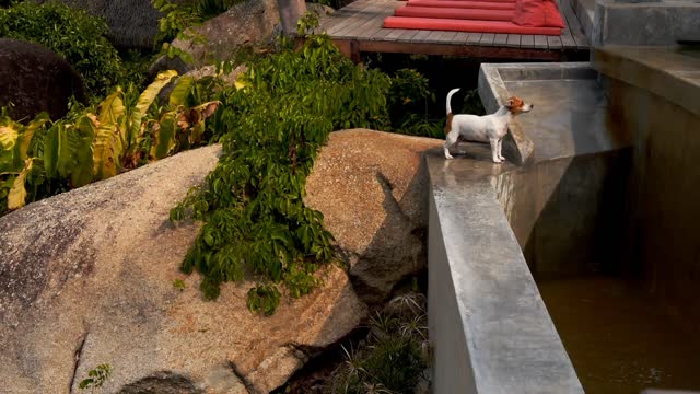 Dog playing with water