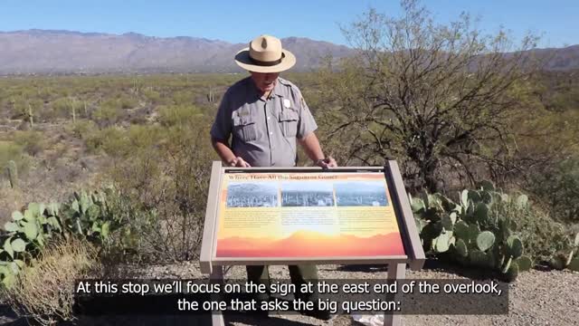 Cactus Forest Overlook - Saguaro National Park