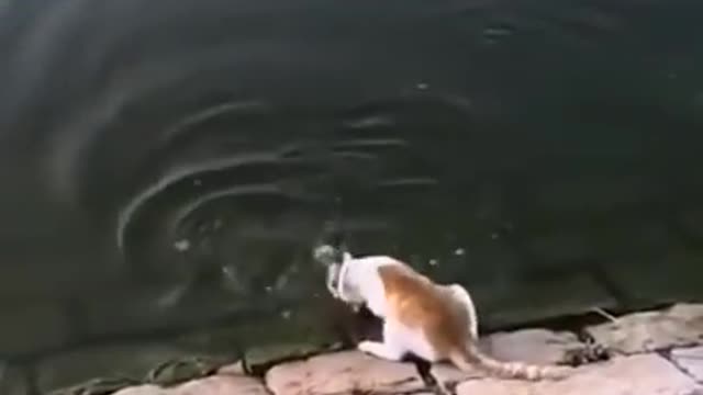 Lovely cat video