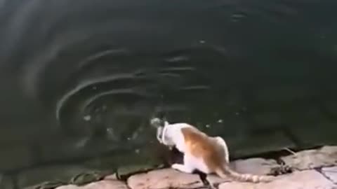 Lovely cat video