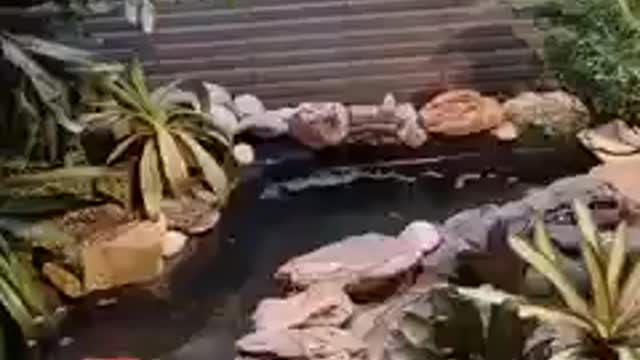 Koi fish pond