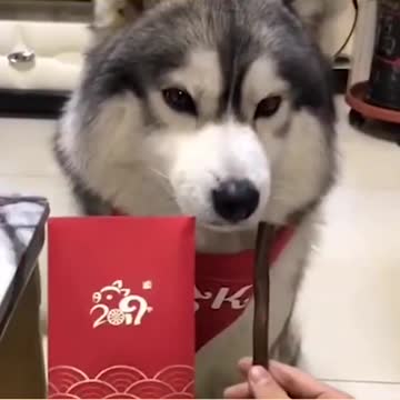 Cute and Funny Cat vs Dogs Videos Compilation 2022 p86 #Shorts #Animal