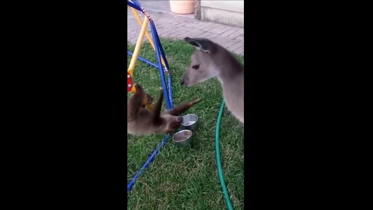 sloth and kangaroo having fun