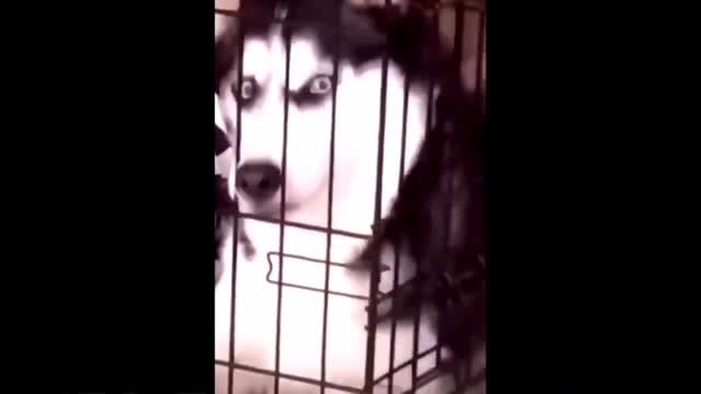 funny animal videos 2022 😂 - best dogs and cats videos 😺😍 #10- animal network animal network