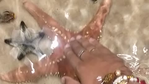 TOUCHED BEAUTIFUL STARFISH