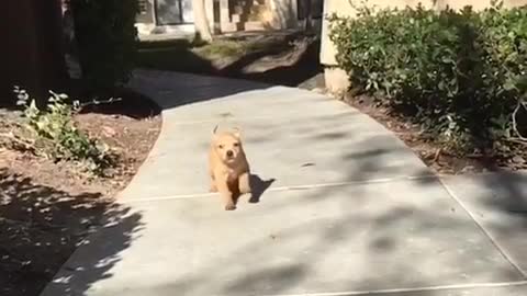 Tan puppy running in slo mo toward camera