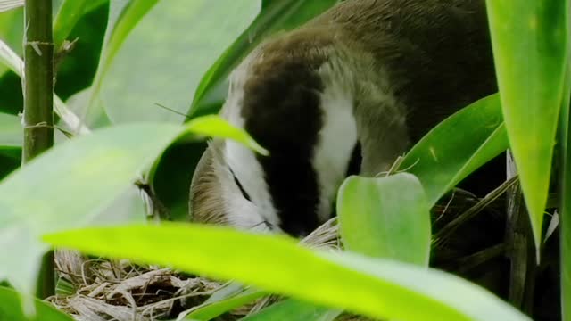اbird care