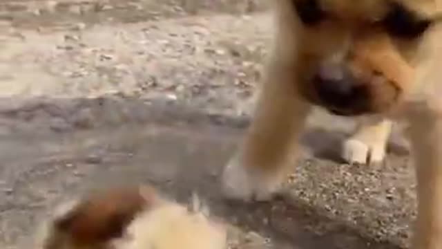 dog playing with chick