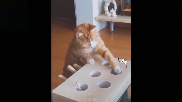 Cute And Funny Pets playing