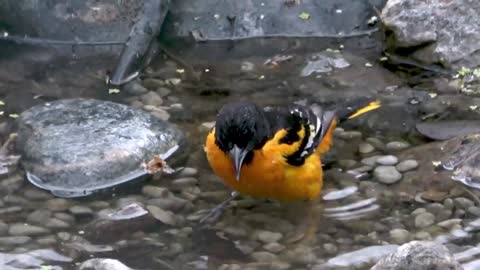 Stunningly colored oriole enjoys bath in backyard pond