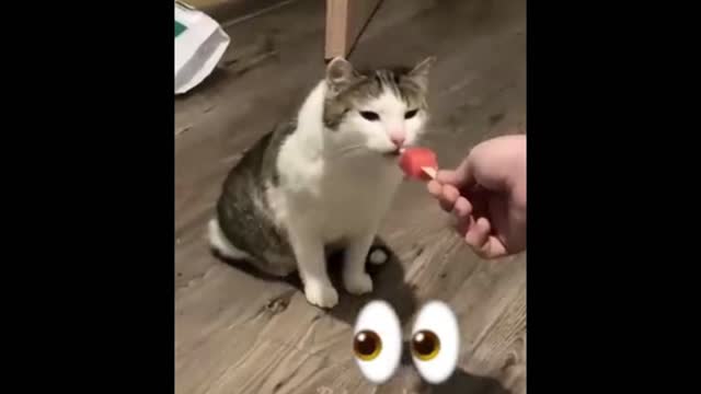 Funny eating cat and dog