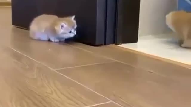 Cat Funny Escape 😅