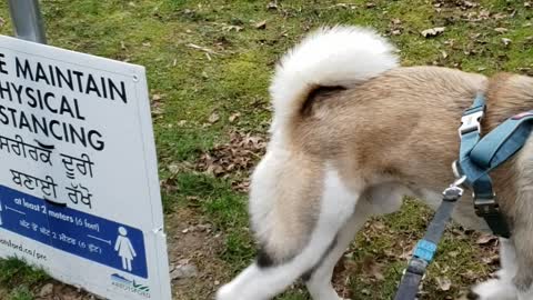 My dog reflecting my views on their crap the past 2 years