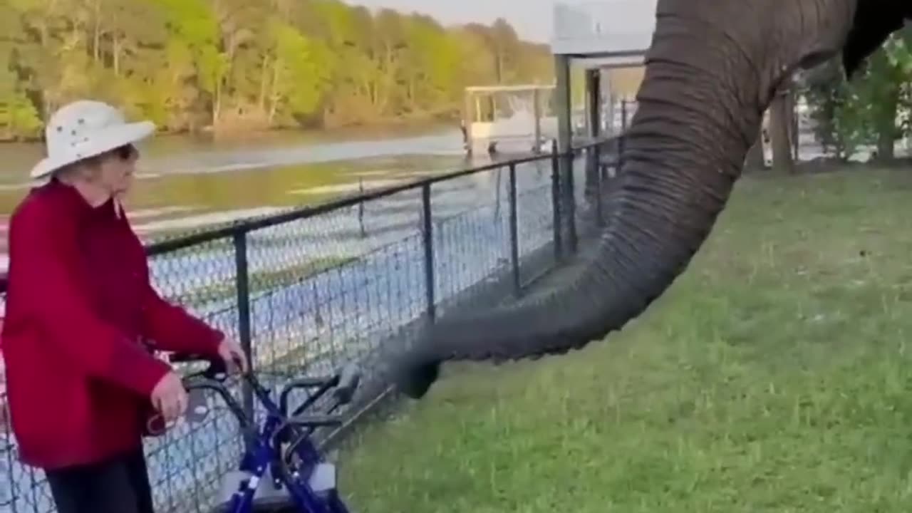 Funniest Animals of the Year