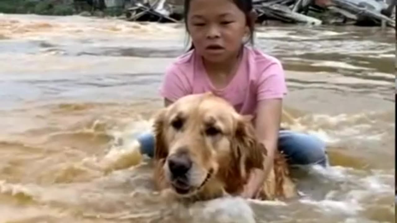 Touching stories of people and dogs