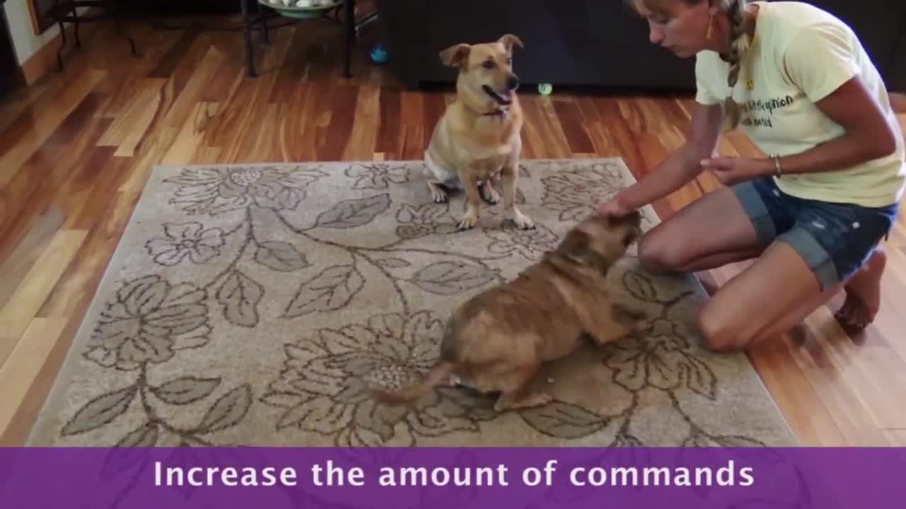 Test Your Dog : Tricks Per Second Test