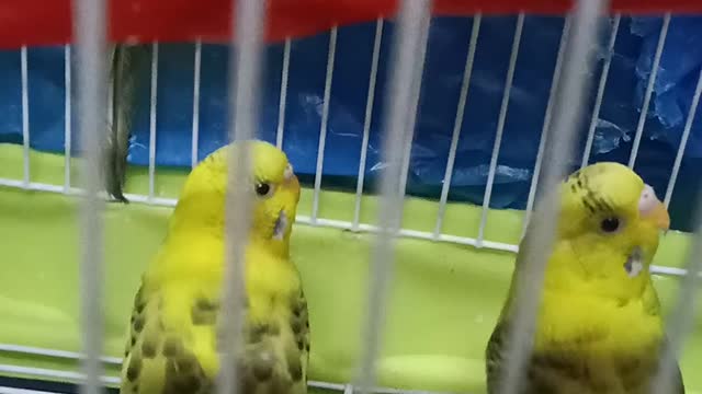 Cute shy birds afraid of camera ! First time to see it LOL