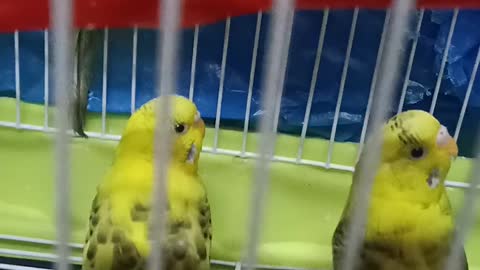 Cute shy birds afraid of camera ! First time to see it LOL