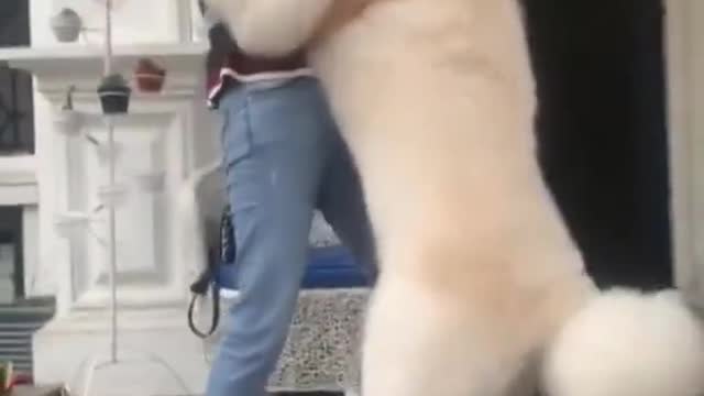 Cute And Funny Big White Dog Lovely