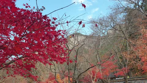 Red maple