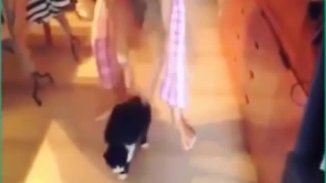 Funny Cats- Don't try to hold back Laughter