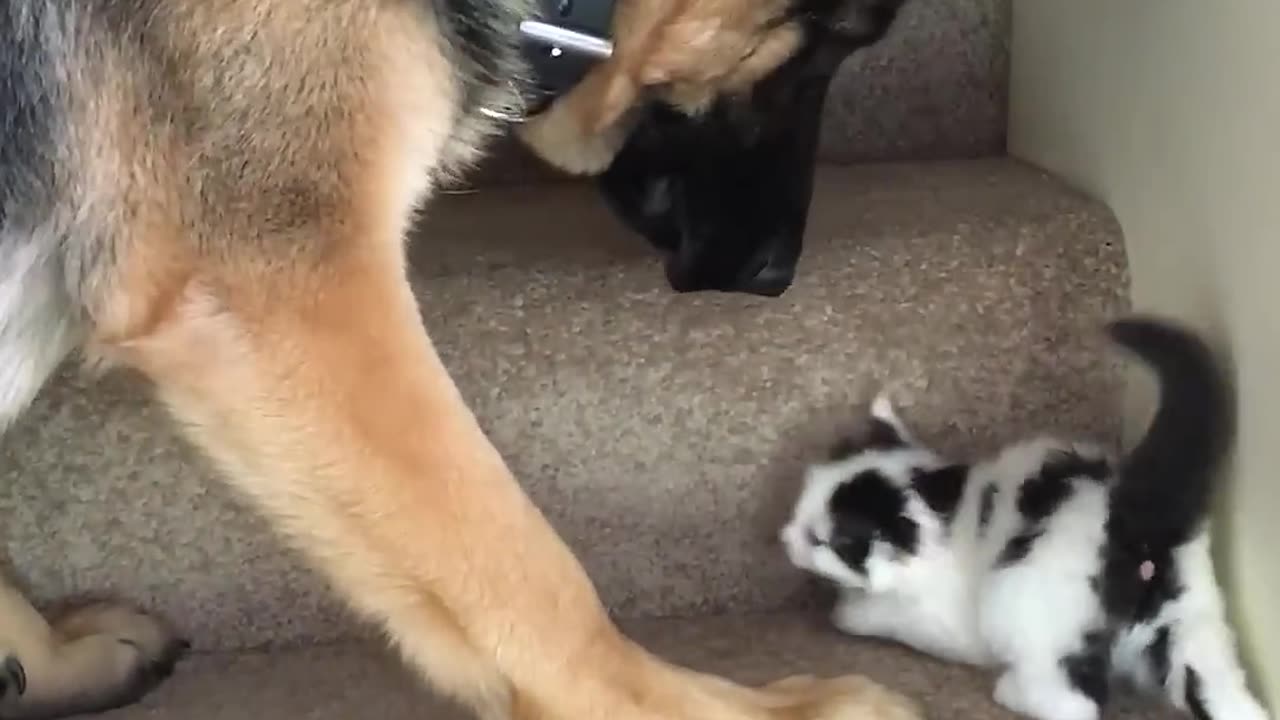 Helpful Pup Carries Foster Kittens Upstairs