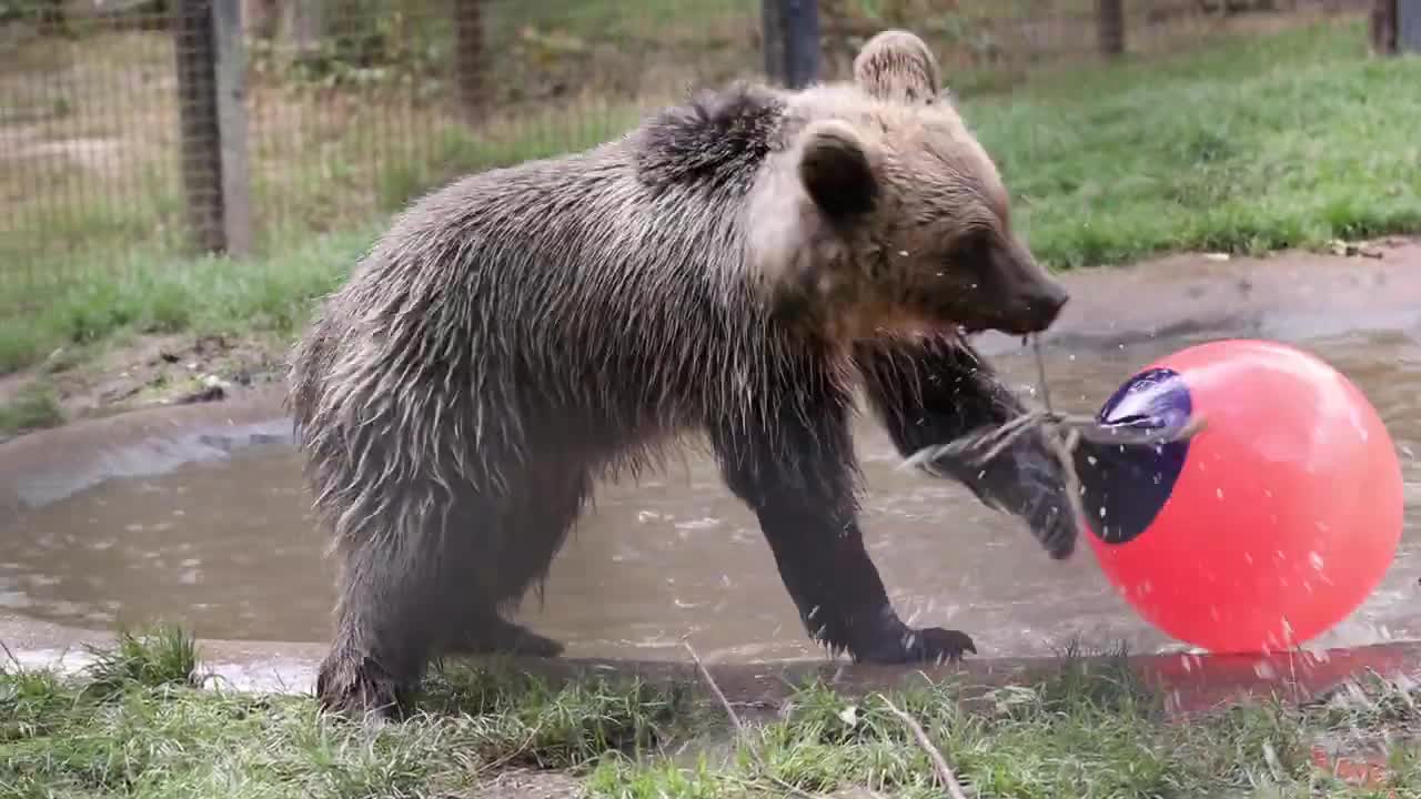 Adorable Bear playing with its favorite ball