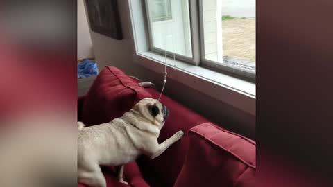 Don't scare me human, funny dog