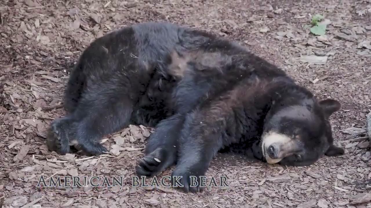 Animal Adaptations for Childs | Learn about life cycle, and behavioral adaptations of animals