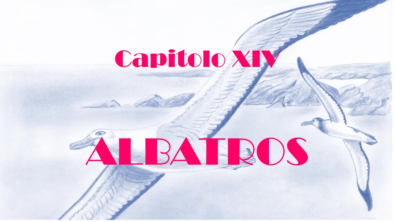 Capitolo XIV - Albatros