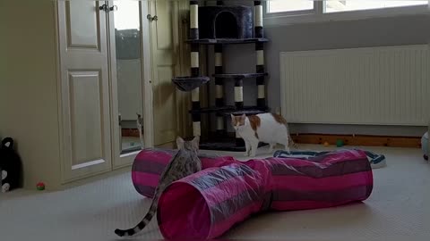 Bengal Kittens Vs Older Cats