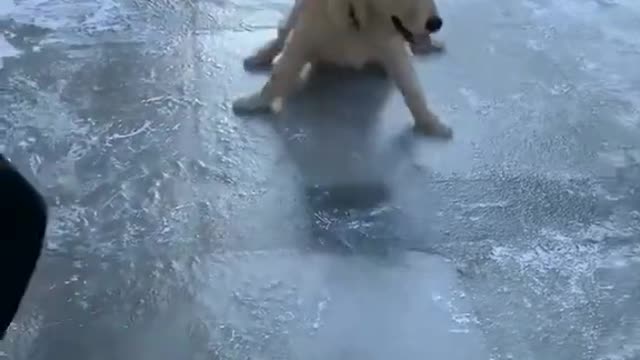 funny adorable dog on slippery ice