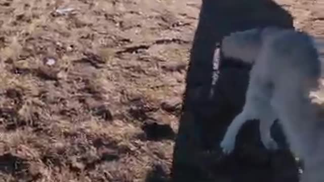 Wolfdogs Don't Take Kindly To Harsh Corrections It's Just Never A Good Idea To Even Try #shorts