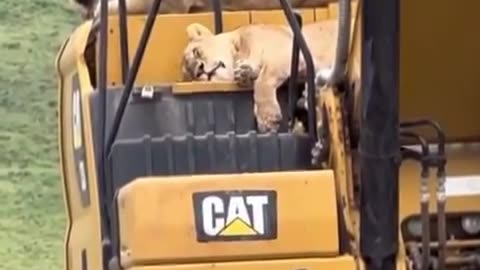 It is, indeed, a 'CAT'