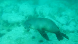 Playful Sea Lion