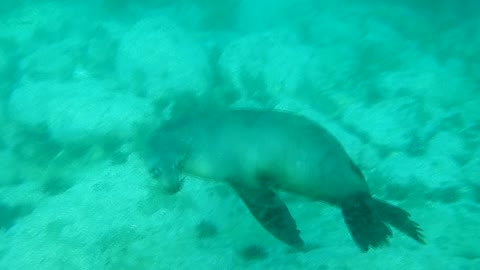 Playful Sea Lion