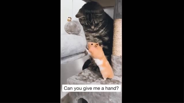 Funniest Animals - Best Of The 2021 Funny Animal Videos