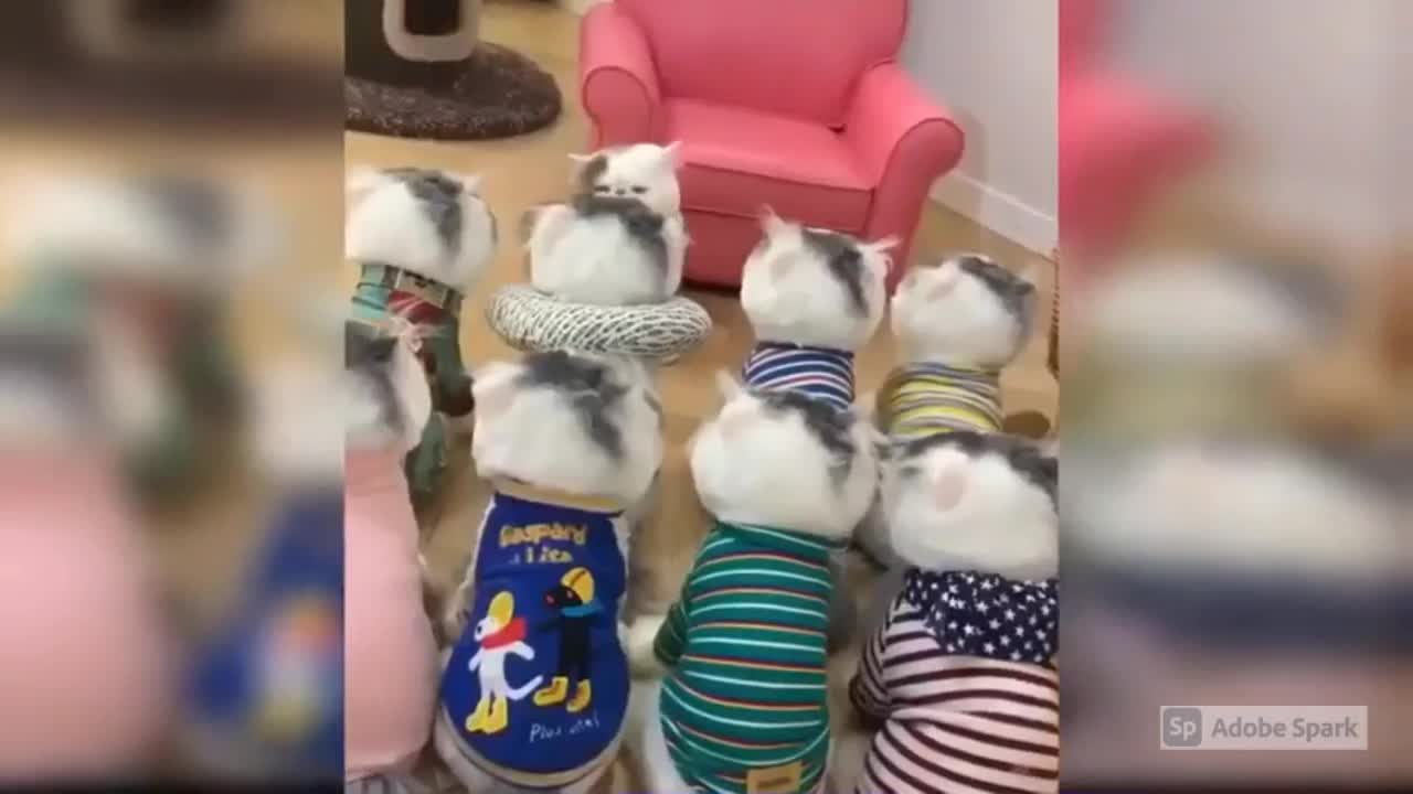 Funny Cats 😂 😹🥰 <3