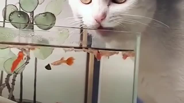 Funny cat 🐈 drink water/funny cat romie