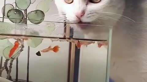 Funny cat 🐈 drink water/funny cat romie