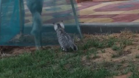 Gray cat chases other cat