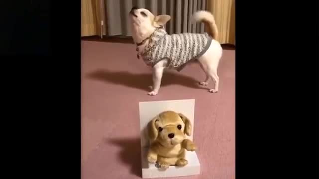 Funny Cute Pets Compilation #1